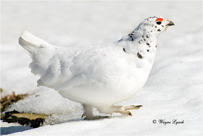 White-tailed Ptarmigan 109 by Dr. Wayne Lynch &copy;